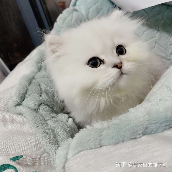 通过猫舍买了一只银渐层,本来下周接猫,刚猫舍发现猫咪脚上长了一块藓