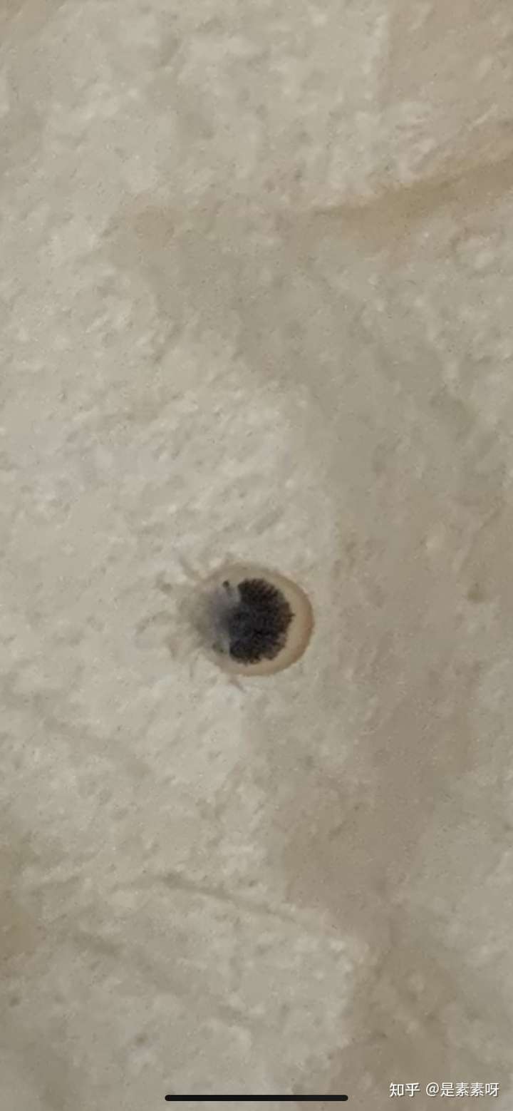这种黑色特别扁平的小虫子是什么虫?