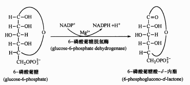决定6磷酸葡萄糖进入磷酸戊糖途径还是糖酵解途径的因素是什么
