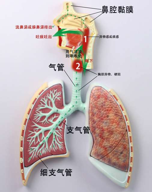 如何知道咳嗽是来自肺部还是喉咙?