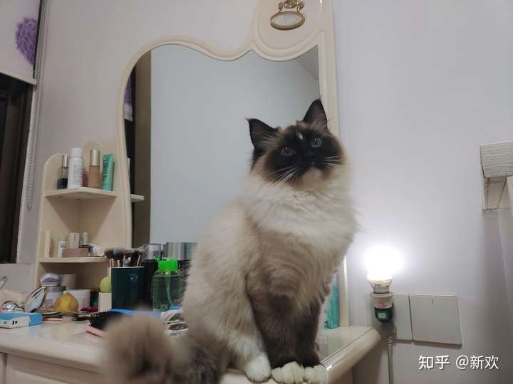 我这只布偶属于流星手套么