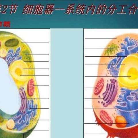其中质体与液泡在光镜下即可分辨,其他细胞器一般需借助电子显微镜方