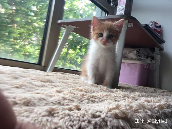 这是小时候还是个小猫仔嘻嘻