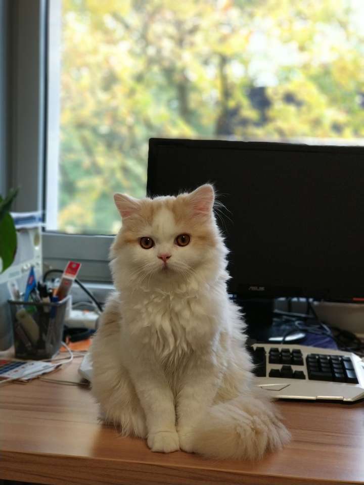 我家的猫是高地猫吗