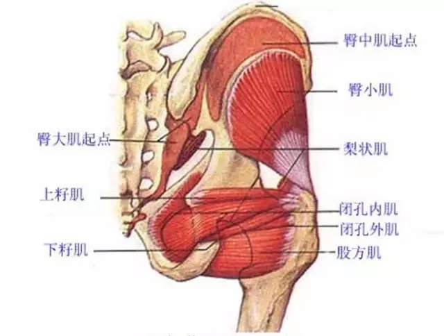 梨状肌,上孖肌,下孖肌,股方肌,闭孔内肌,闭孔外肌六块肌肉组成了髋部