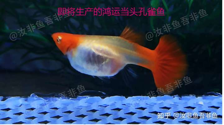 即将生产的孔雀鱼