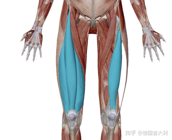 图中所示是股外侧肌,股内侧肌,股中间肌,股直肌 组成股四头肌