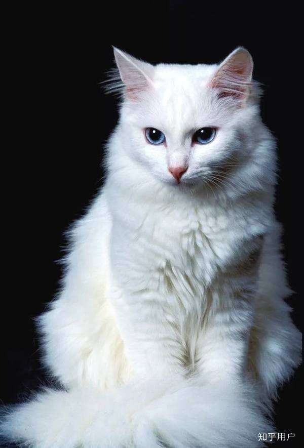 家那只怕人凶人的安哥拉美女猫(发情期间院子围满了公猫的阴阳眼白猫)
