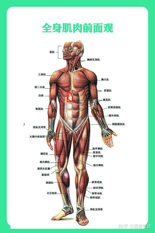 人体上半身左边肋骨最下方经常痛是为啥?