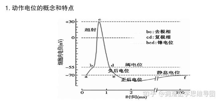 为什么后去极化称为负后电位,后超级化称为正后电位?