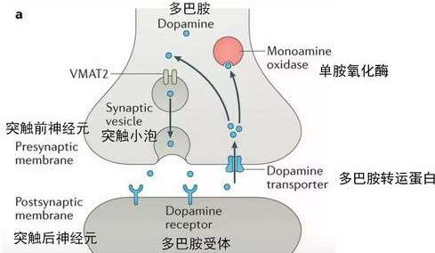 快乐是大脑分泌多巴胺的结果,那大脑为什么不可以一直