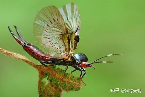 家里发现长得像蠼螋,但是长透明翅膀的小飞虫,请问是什么虫子?