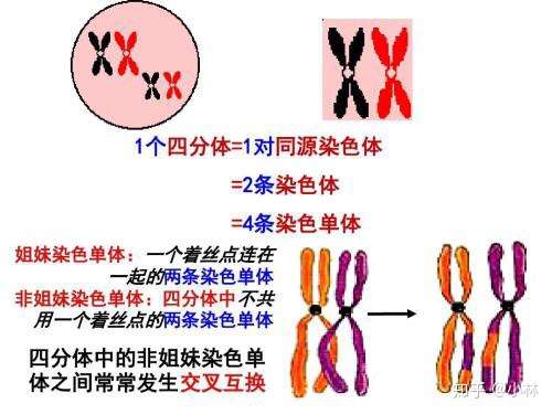 同源染色体分离,姐妹染色单体互换的具体过程,及原因?