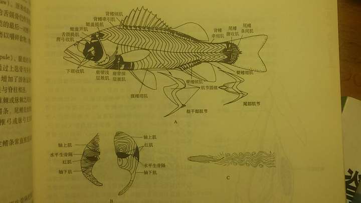 鱼是不是全身就一条肌肉啊