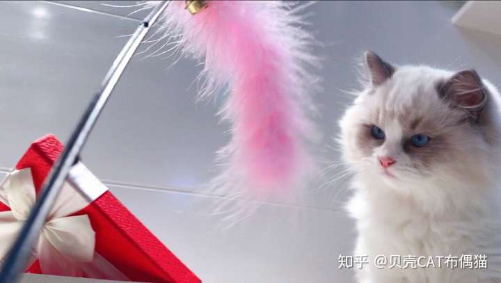 4000 元能买到什么品相的布偶猫?