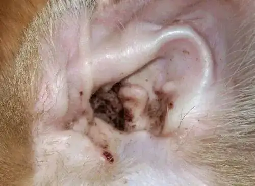 患耳螨会造成猫咪频繁地抓耳朵和甩耳朵,并且耳道里的肥大细胞和巨噬