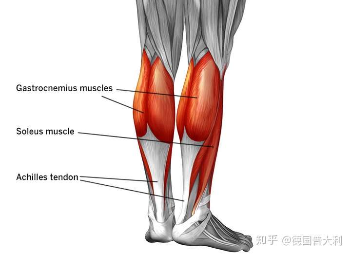 跟腱又被称为"阿基里斯腱"是人体中最大和最强壮的肌腱,它连接着