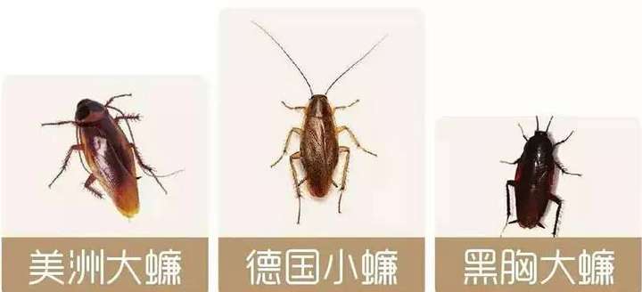 在我国最常见的蟑螂品种应该就是 德国小蠊(german cockroach)