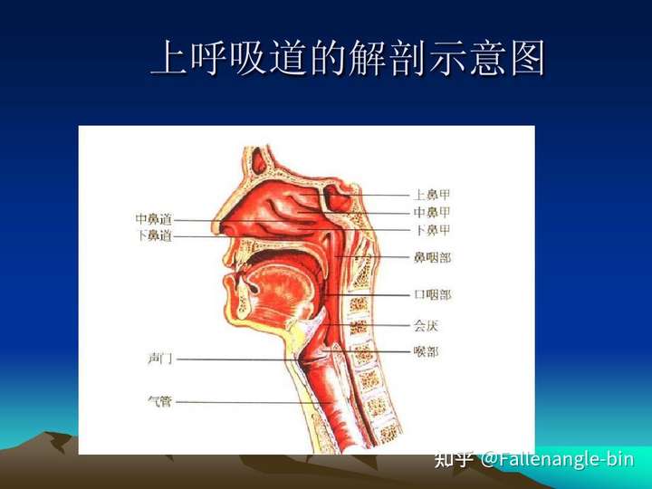 声带和食道是同一个地方嘛?