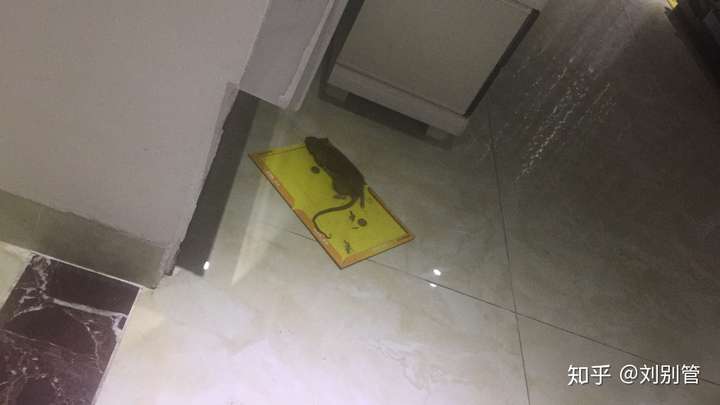 家里抓到的老鼠.作为一个北方人,吓尿了