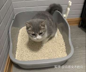 猫猫拉屎好看吗