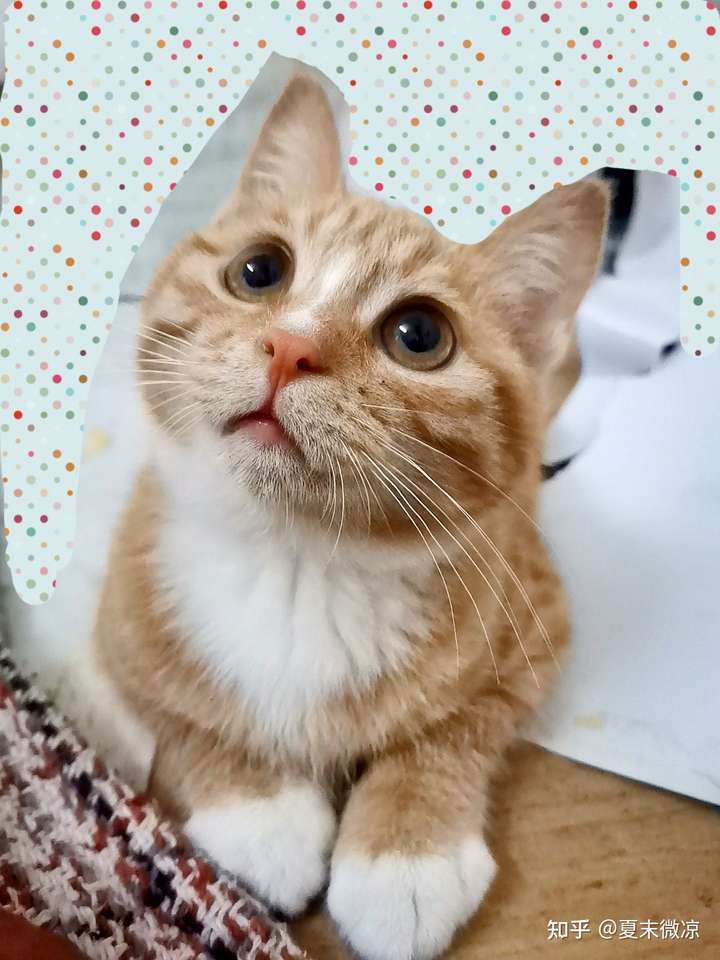 猫咪发呆的样子有多萌?