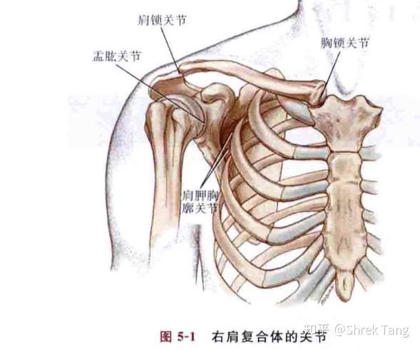 简述肩关节活动如果不遵循肩肱节律可导致什么损伤