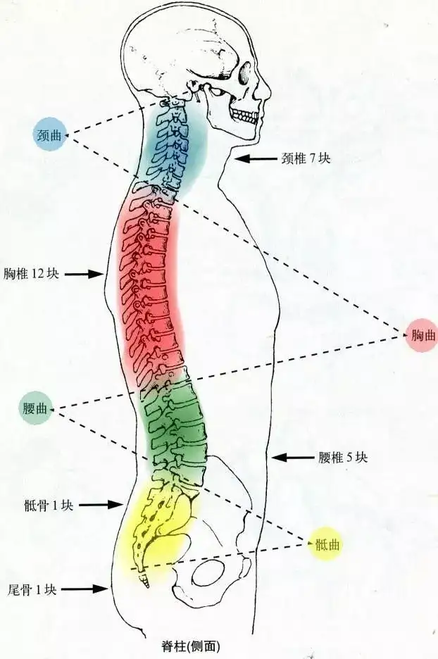 我们的脊柱由7节颈椎,12节胸椎,5节腰椎,和一块骶骨及尾骨组成, 每节