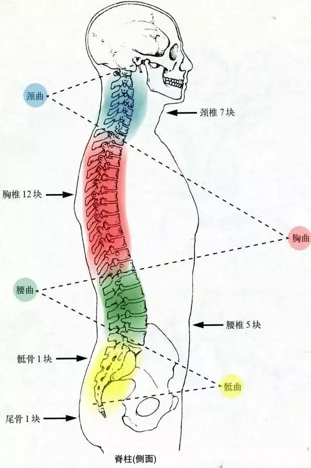 腰椎4一5节位置图,腰椎四五节的位置图解 我们的脊柱由7节颈椎,12节胸椎,5节腰椎,和一块骶骨及尾骨组成, 每节