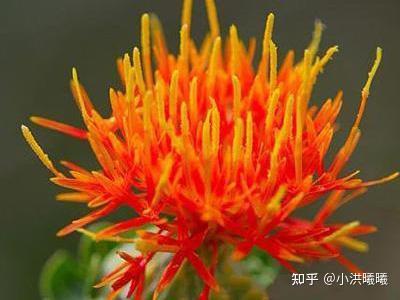 西红花,也叫藏红花,中药材名.