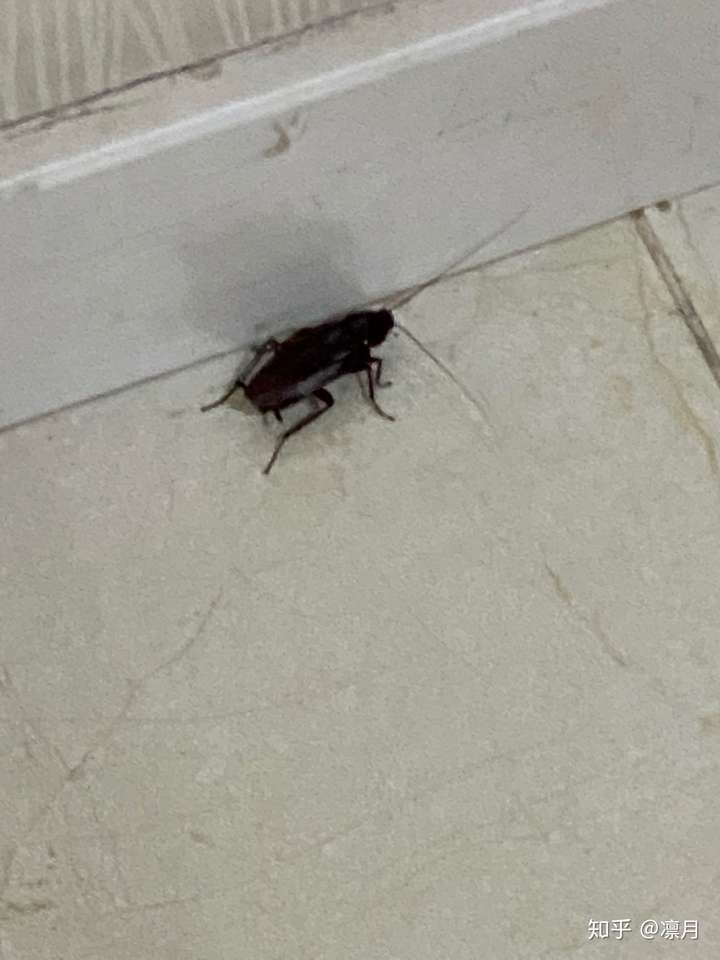 求助求助,请问这个是不是蟑螂?