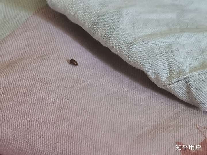 床上发现的这是什么小虫子?