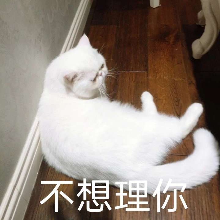 有哪些可爱到哭泣的猫咪图片或者表情包?