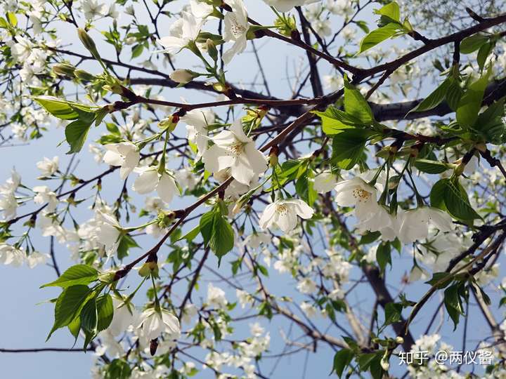 什么树长叶子前开白色的花?
