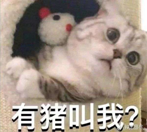 朝它丢了一节玉米棒想吸引猪的注意力,它没理我,年幼的我觉得自尊心