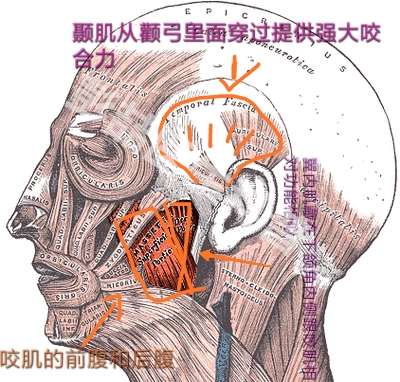 1-颞肌:提供强大的咬合力,从颧弓里面穿过 2-冀内肌:在下颌角内侧,与