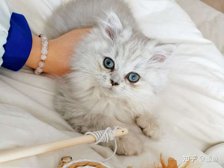 捡了一只银渐层的长毛猫,怎么区分是什么品种?