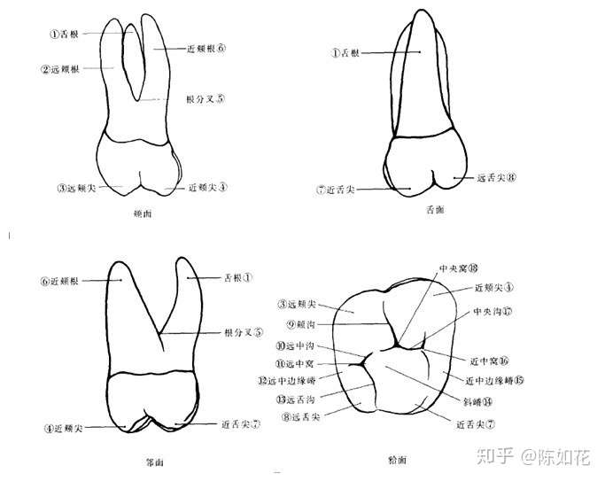 刚入职的口腔护士在病历本上看到颚根,近颊,远颊,近舌,远舌,颚侧,颊根