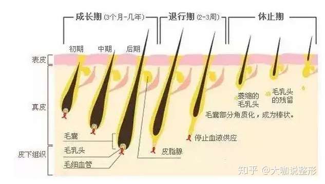 毛发的生长周期一般分为3个阶段,即生长期,退行期和休止期.