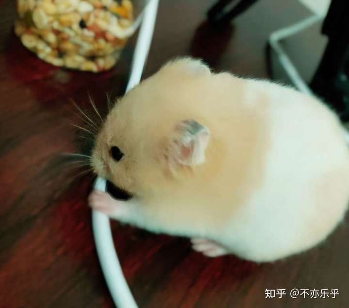 仓鼠会认主人吗,要不要起名字,多久可以上手?