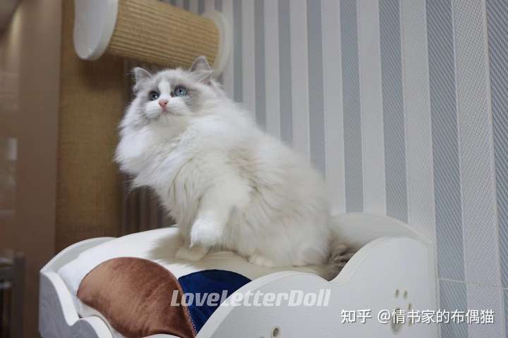 开脸小的布偶猫长大会好看吗