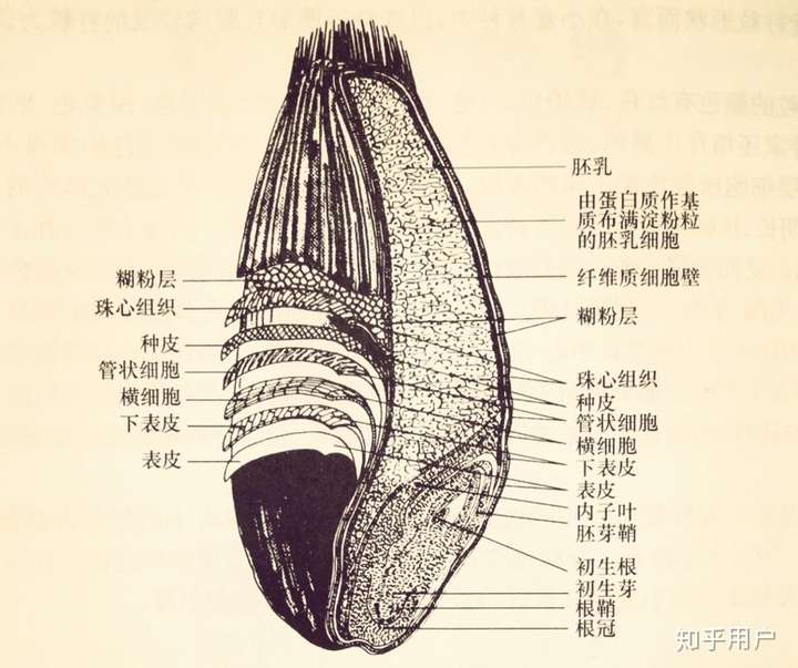 小麦籽粒的结构图