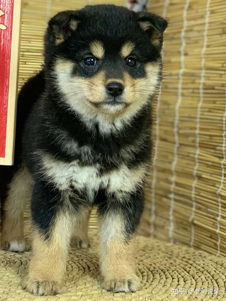 柴犬的豆豆眉