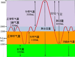 哪种呼吸方式更利于排出二氧化碳深慢还是浅快为什么初学跑步的人在跑