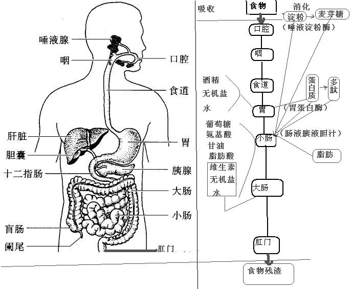 消化道构造与食物消化过程