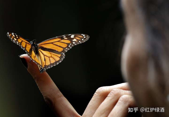 最近云南蝴蝶大爆发,请问云南哪里可以看到美丽的蝴蝶