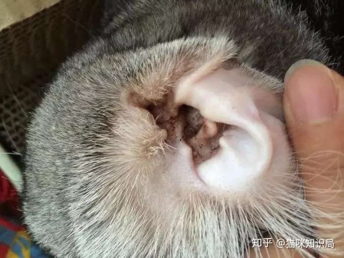 如何治疗猫的耳螨?