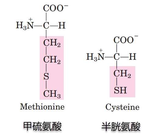 20种常见氨基酸中有2种含硫氨基酸:甲硫氨酸(met)和半胱氨酸(cys),s