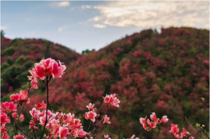 2021年丹寨杜鹃花节已开幕,群芳争艳,太壮观!