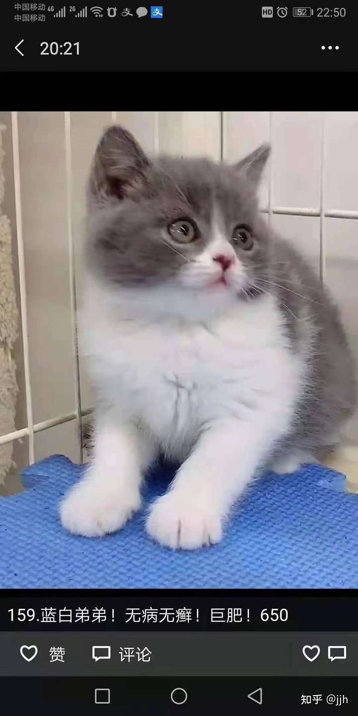 不同的蓝白的价格会不同的 不过你要是真的喜欢猫,可以养一只蓝白猫很